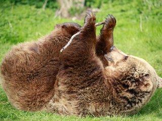 Обои трава, лапы, медведь, зеленая, палка, бурый медведь, grass, paws, bear, green, stick, brown bear разрешение 1989x1323 Загрузить