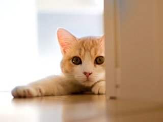 Обои кошка, дверь, белый кот, ben torode, ханна, cat, the door, white cat, hannah разрешение 2000x1125 Загрузить