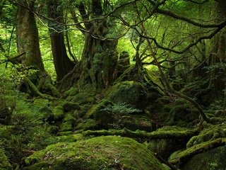 Обои деревья, камни, лес, мох, корни, новая зеландия, trees, stones, forest, moss, roots, new zealand разрешение 1920x1200 Загрузить