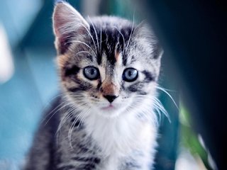 Обои кошка, взгляд, котенок, малыш, белый воротничек, cat, look, kitty, baby, white collar разрешение 1920x1080 Загрузить