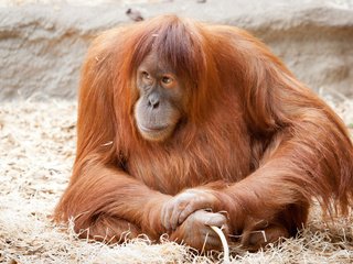 Обои природа, животные, рыжая, обезьяна, орангутан, nature, animals, red, monkey, orangutan разрешение 1920x1200 Загрузить