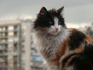 Обои кот, город, кошка, пушистый, грязный, уличный кот, cat, the city, fluffy, dirty, outdoor cat разрешение 1920x1200 Загрузить