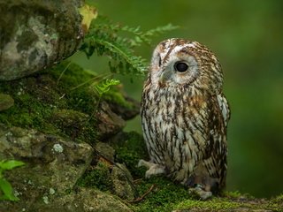 Обои совенок, сова, камни, лес, взгляд, хищник, птица, мох, папоротник, owlet, owl, stones, forest, look, predator, bird, moss, fern разрешение 1920x1200 Загрузить