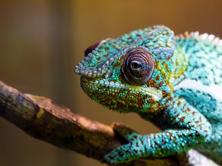 Обои макро, разноцветный, ящерица, хамелеон, рептилия, macro, colorful, lizard, chameleon, reptile разрешение 2048x1365 Загрузить