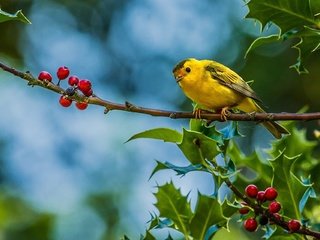 Обои ветка, листья, лето, птица, ягоды, желтая птичка, камышевка, branch, leaves, summer, bird, berries, yellow bird, warbler разрешение 1920x1280 Загрузить