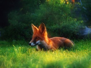 Обои трава, лето, рыжая, лиса, лисица, grass, summer, red, fox разрешение 2034x1416 Загрузить