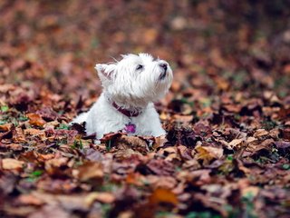 Обои листья, листва, осень, собака, собачка, вест-хайленд-вайт-терьер, leaves, foliage, autumn, dog, the west highland white terrier разрешение 1920x1200 Загрузить