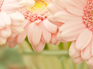 Обои цветы, макро, лепестки, розовый, герберы, flowers, macro, petals, pink, gerbera разрешение 2560x1600 Загрузить