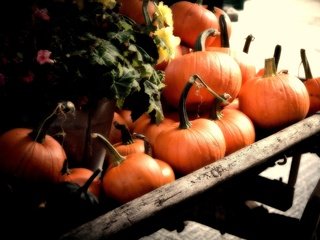 Обои осень, урожай, овощи, тыква, телега, autumn, harvest, vegetables, pumpkin, cart разрешение 2560x1600 Загрузить