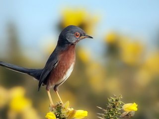 Обои небо, цветы, природа, птица, клюв, перья, птичка, the sky, flowers, nature, bird, beak, feathers разрешение 1920x1200 Загрузить