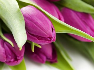 Обои цветы, макро, фото, обои для рабочего стола, тюльпаны, flowers, macro, photo, wallpaper for desktop, tulips разрешение 1920x1200 Загрузить