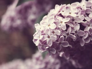 Обои цветы, ветка, природа, растения, макро, цвет, весна, сирень, flowers, branch, nature, plants, macro, color, spring, lilac разрешение 1920x1200 Загрузить