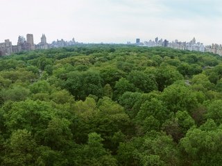 Обои деревья, парк, нью-йорк, центральный парк, trees, park, new york, central park разрешение 3200x1200 Загрузить