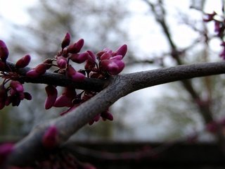 Обои цветы, дерево, ветви, весна, flowers, tree, branch, spring разрешение 1920x1200 Загрузить