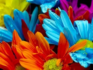Обои желтые, цветы, оранжевые, макро, роса, капли, красные, красочные, голубые, яркие, yellow, flowers, orange, macro, rosa, drops, red, colorful, blue, bright разрешение 2560x1600 Загрузить