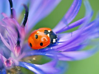Обои природа, леспестки, жук, макро, синий, цветок, насекомые, божья коровка, василек, nature, lepestki, beetle, macro, blue, flower, insects, ladybug, cornflower разрешение 2560x1600 Загрузить