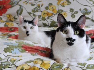 Обои кошки, одеяло, мордочки, чёрно-белые, необычный окрас, cats, blanket, faces, black and white, unusual color разрешение 3000x1993 Загрузить
