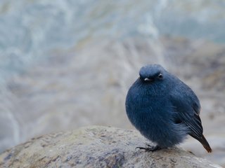 Обои фон, размытость, сидит, камень, птица, черная, background, blur, sitting, stone, bird, black разрешение 1920x1200 Загрузить