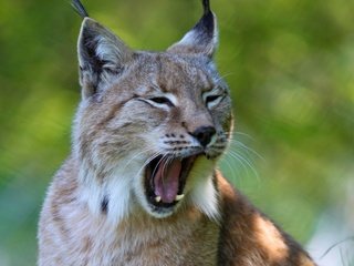 Обои рысь, хищник, ушки, зевает, дикая кошка, lynx, predator, ears, yawns, wild cat разрешение 2560x1600 Загрузить