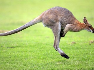 Обои трава, прыжок, животное, кенгуру, австралийский, сумчатое животное, grass, jump, animal, kangaroo, australian, marsupial разрешение 1920x1080 Загрузить