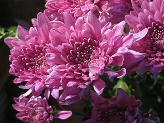 Обои цветы, лето, букет, хризантема, соцветие, flowers, summer, bouquet, chrysanthemum, inflorescence разрешение 1920x1440 Загрузить