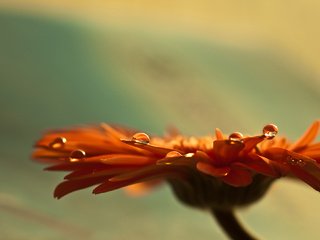 Обои фокус камеры, макро, роса, капли, лепестки, гербера, the focus of the camera, macro, rosa, drops, petals, gerbera разрешение 1980x1320 Загрузить