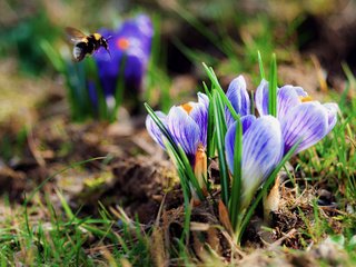 Обои трава, весна, шмель, крокусы, первые цветы, grass, spring, bumblebee, crocuses, the first flowers разрешение 2560x1700 Загрузить