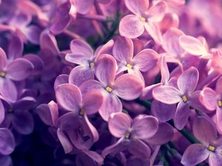 Обои природа, весна, сирень, nature, spring, lilac разрешение 2560x1600 Загрузить
