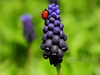 Обои божья коровка, гиацинт, ladybug, hyacinth разрешение 1920x1200 Загрузить