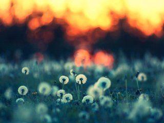 Обои цветы, вечер, природа, лето, одуванчики, flowers, the evening, nature, summer, dandelions разрешение 2560x1600 Загрузить