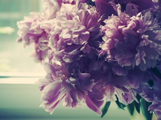 Обои утро, лепестки, бутон, окно, пионы, buton, utro, okno, piony, леспестки, morning, petals, bud, window, peonies, lepestki разрешение 3872x2592 Загрузить