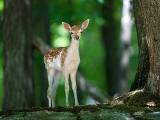 Обои свет, деревья, природа, лес, олень, животные, олененок, light, trees, nature, forest, deer, animals, fawn разрешение 2560x1600 Загрузить