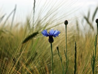 Обои цветы, трава, лето, колоски, flowers, grass, summer, spikelets разрешение 1920x1200 Загрузить