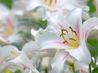 Обои бутон, белые, лилии, красиво, bud, white, lily, beautiful разрешение 2027x1429 Загрузить