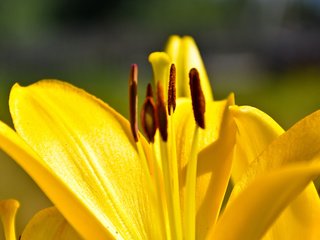 Обои макро, лилия, жёлтая, macro, lily, yellow разрешение 1920x1200 Загрузить