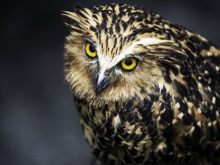 Обои сова, взгляд, хищник, птица, черный фон, перья, owl, look, predator, bird, black background, feathers разрешение 2560x1600 Загрузить