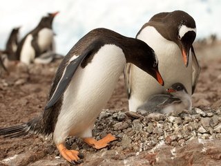 Обои камни, животные, птицы, пингвины, антарктика, пингвинята, stones, animals, birds, penguins, antarctica, babies разрешение 2560x1600 Загрузить