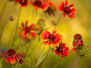 Обои макро, лепестки, стебли, cvety, makro, foto, yarkie, rastenie, cveta, гайлардия, macro, petals, stems, gaylardiya разрешение 2740x1626 Загрузить