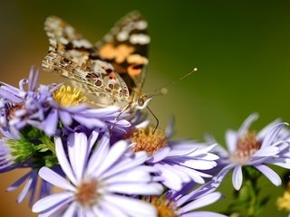 Обои цветы, насекомое, бабочка, крылья, cvety, babochka, makro, priroda, flowers, insect, butterfly, wings разрешение 2557x1577 Загрузить