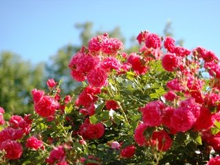 Обои лето, алые, розы, красота, розовые, куст, krasota, leto, rozovye, rozy, alye, kust, summer, al, roses, beauty, pink, bush разрешение 3008x2000 Загрузить