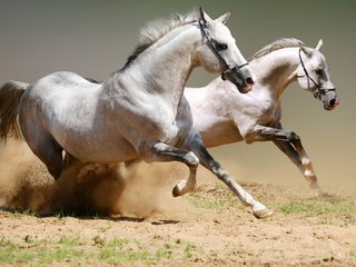 Обои пара, лошади, кони, пыль, грива, бег, копыта, pair, horse, horses, dust, mane, running, hooves разрешение 1920x1080 Загрузить