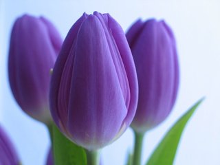Обои цветы, тюльпаны, крупный план, cvety, tyulpany, fioletovye, flowers, tulips, close-up разрешение 2483x1863 Загрузить