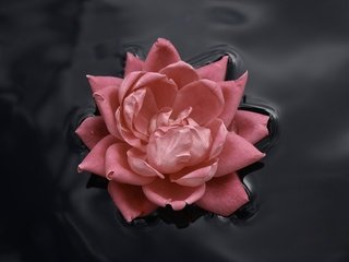Обои вода, цветок, роза, бутон, розовый, roza, voda, kontrast, water, flower, rose, bud, pink разрешение 1920x1200 Загрузить