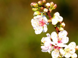 Обои сакура, cvety, vesna, cvetenie, priroda, vetka, sakura разрешение 2560x1440 Загрузить