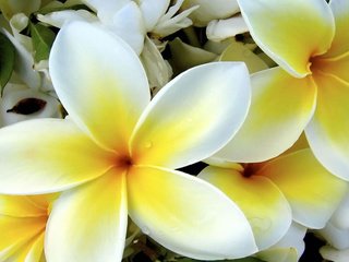 Обои цветы, лепестки, cvetok, zheltyj, плюмерия, франжипани, flowers, petals, plumeria, frangipani разрешение 1920x1200 Загрузить