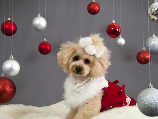 Обои новый год, украшения, собака, шарики, щенок, праздник, пудель, new year, decoration, dog, balls, puppy, holiday, poodle разрешение 2560x1600 Загрузить