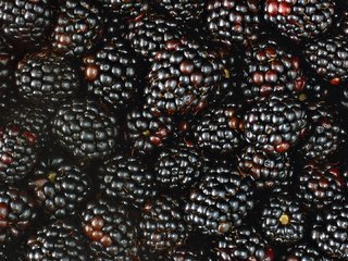Обои макро, ягода, ягоды, много, ежевика, macro, berry, berries, a lot, blackberry разрешение 1920x1080 Загрузить