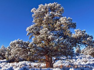 Обои небо, снег, дерево, зима, иней, день, синее, морозный, the sky, snow, tree, winter, frost, day, blue, frosty разрешение 2560x1600 Загрузить