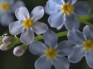 Обои цветы, макро, роса, капля, незабудки, голубые, flowers, macro, rosa, drop, forget-me-nots, blue разрешение 2560x1600 Загрузить
