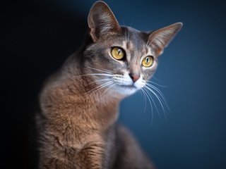 Обои кошка, черный фон, коты, кошки, синий фон, серый кот, cat, black background, cats, blue background, grey cat разрешение 1920x1200 Загрузить